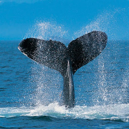 Debbie Davison Photo 7