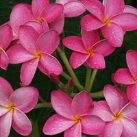 Vickie Golden Photo 13