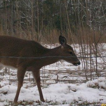 Brenda Middleton Photo 35