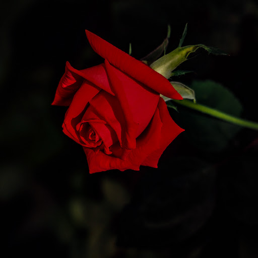 Richard Whitman Photo 11