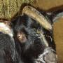 Richard Tobin Photo 5
