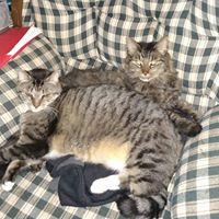 Tracy Allred Photo 22