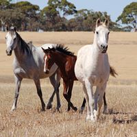 Dianne Rowe Photo 31