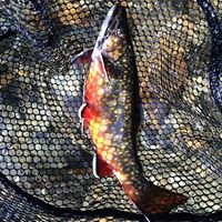 Michael Conklin Photo 20