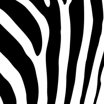 Zebra Stripes Photo 5