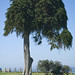 Ellen Brown Photo 16