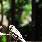 Dawn Fowler Photo 28