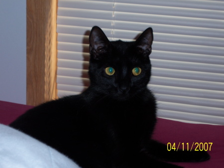 Susan Pelletier Photo 26