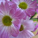 Marguerite Rose Photo 24