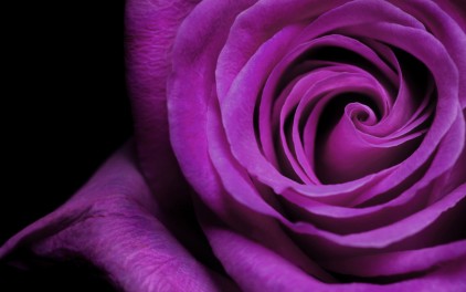 Rose Fleming Photo 16