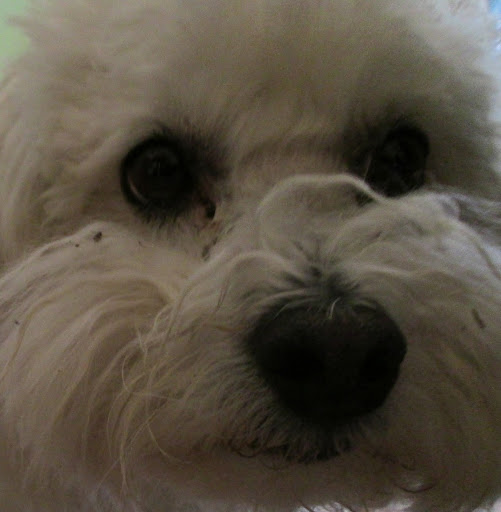 Gerald Lamb Photo 28