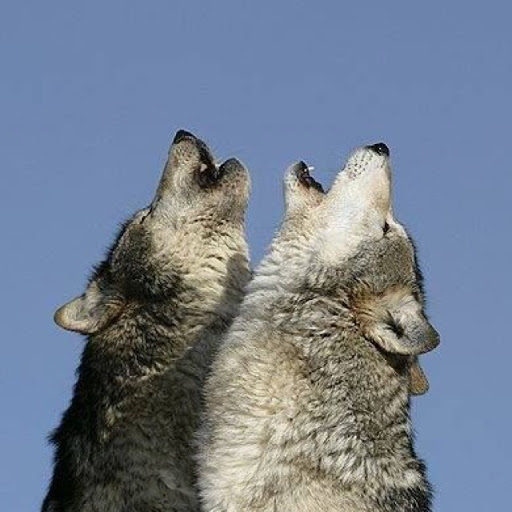 Tyson Thompson Photo 30