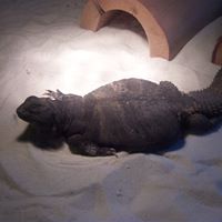 Daniel Coon Photo 13