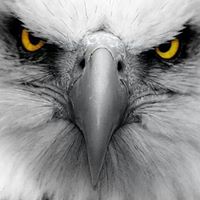 Michael Royle Photo 11