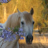 Tracey Yates Photo 9