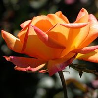 Elaine Swift Photo 22