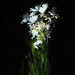 Chin Huang Photo 17