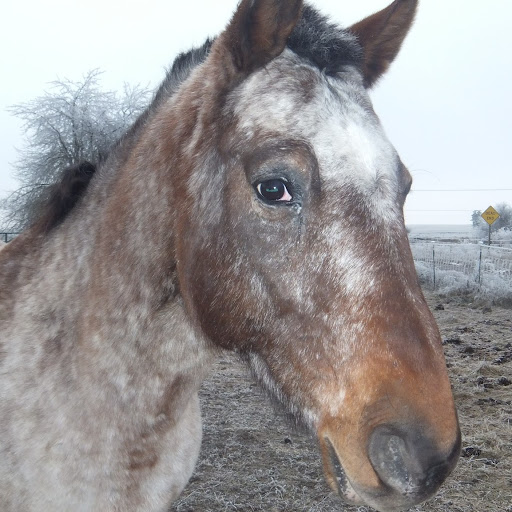 Cynthia Linden Photo 4