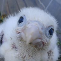 Raul Perez Photo 22 Raul Perez Photo 22