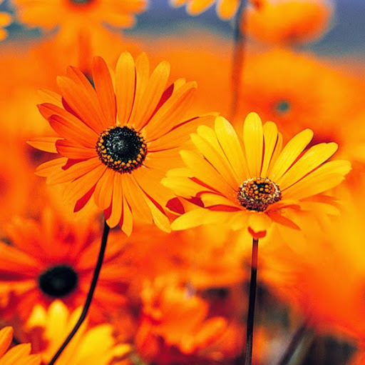 Joyce Howell Photo 11