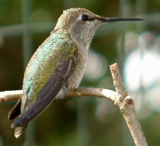 Kurt Schaefer Photo 37