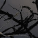 Ivor Silver Photo 8