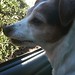 Russell Piper Photo 24