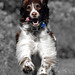 Kent Springer Photo 2