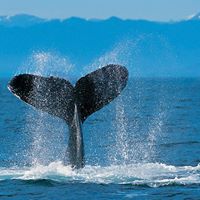 Tracy Lathrop Photo 5