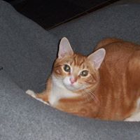 Lisa Devito Photo 31