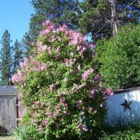 Alice Fulton Photo 28