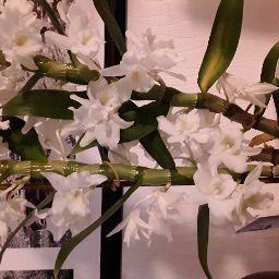 Alice Schulze Photo 2