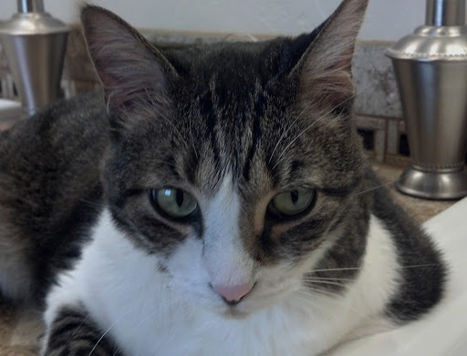 Suzanne Lange Photo 36