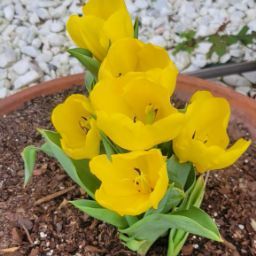 Daniela Rosales Photo 11