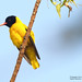 Oriole Sharp Photo 6