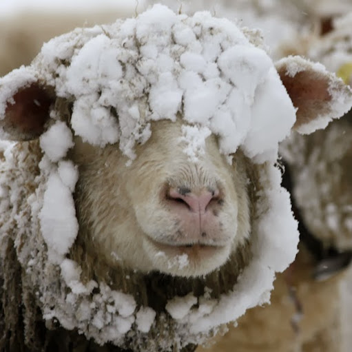 Gary Carroll Photo 14