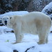 Willie Snow Photo 15