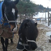 Ann Pedersen Photo 13