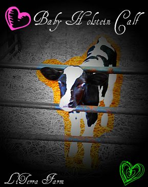 Diane Devine Photo 4