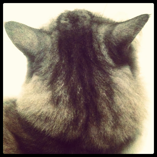 Cynthia Chiang Photo 23