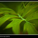 John Callaway Photo 14