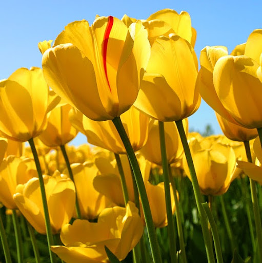 Dianne Nelson Photo 26