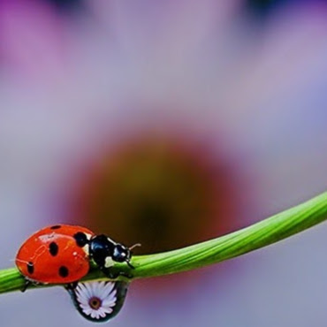 Elizabeth Swartz Photo 10