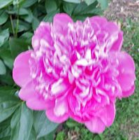 Elizabeth Gillespie Photo 7