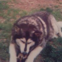Judith Carpenter Photo 19