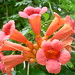 Liane Bloom Photo 6
