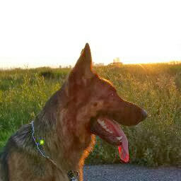 Steven Rohde Photo 11