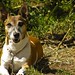 Brandy Fox Photo 23