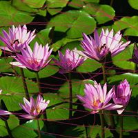 Nicole Draper Photo 9