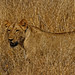 Chris Kruger Photo 18